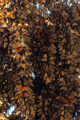 Santuario de la mariposa monarca en el estado de México, 