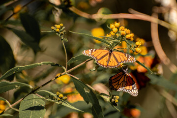 Santuario de la mariposa monarca en el estado de México,  - obrazy, fototapety, plakaty