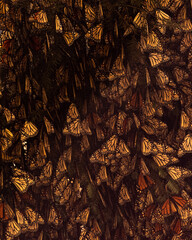 Santuario de la mariposa monarca en el estado de México, 