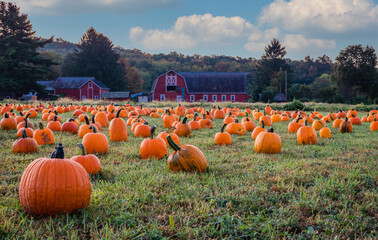 Pumpkins arranged on a farm with red barn in morning dew with fluffy clouds and blue sky for...