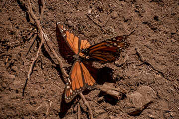 Santuario de la mariposa monarca en el estado de México, 