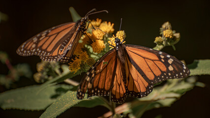 Fototapeta na wymiar Santuario de la mariposa monarca en el estado de México, 