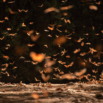 Santuario de la mariposa monarca en el estado de M&eacute;xico, 