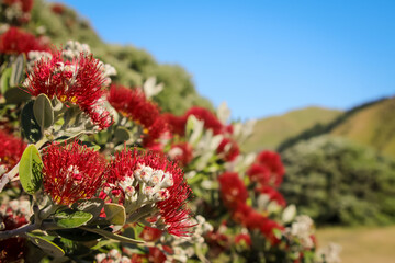 Coastal Pohutukawa tree in flower, New Zealand  - obrazy, fototapety, plakaty