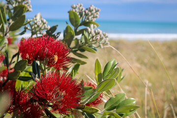 Coastal Pohutukawa tree in flower, New Zealand 