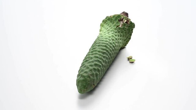熟れて皮が落ちそうなモンステラの実　Monstera