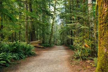 Trails through the trees, Elk river falls, Elk Fall Provincial Park, Vancouver Island, British...