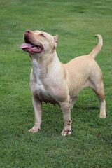 Pitbull 