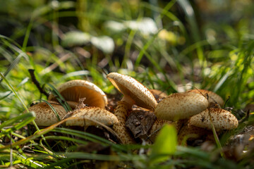 Honey mushrooms in the autumn forest. Group of mushrooms.