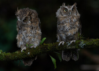 Tropical screech owl Full HD