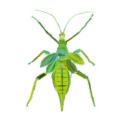 Green insect sketch. Isolated on white