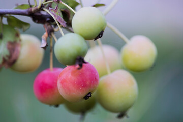 Crabapple fruit growing naturally in the field