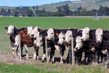 Young beef cattle or steers being raised for the meat industry, Canterbury, New Zealand