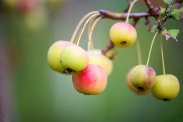 Crabapple fruit growing naturally in the field
