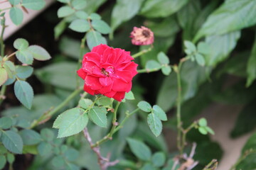 Obraz na płótnie Canvas red rose.