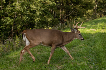 Large Buck Deer Along Side of Road