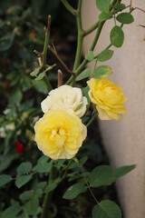 yellow rose.