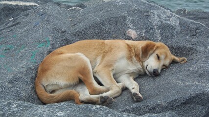 dog sleeping on the rocks