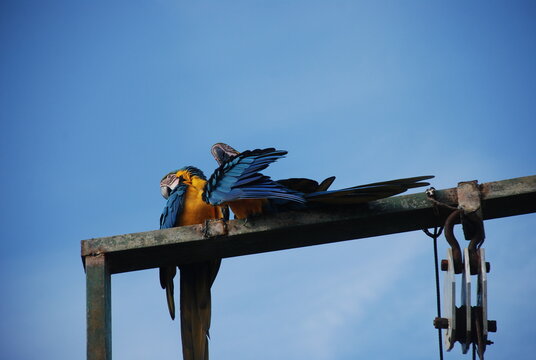 2 macaws