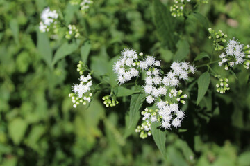 White snakeroot wildflowers  in bright sun at St. Paul Woods in Morton Grove, Illinois