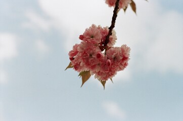 cherryblossom sky