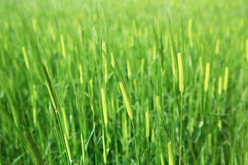 청보리, 곡류, 경작, 밀, 배경, Background