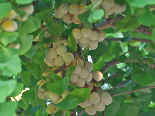 Tokyo,Japan - September 7, 2021: Ripe ginkgo nuts on a tree 
