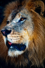 Lion Head, Close up shot 