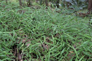 Tetenggala cover crop, that are planted to cover the soil rather than for the purpose of being harvested.