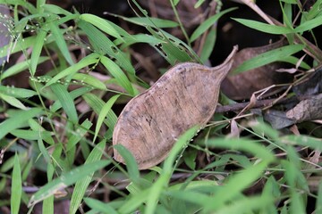 Pericopsis mooniana fruit, the nandu wood or nedun tree, is a species of legume in the family Fabaceae. 