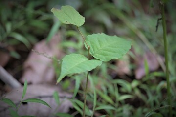 Pericopsis mooniana TWH, the nandu wood or nedun tree, is a species of legume in the family Fabaceae. 