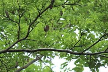 Pericopsis mooniana TWH, the nandu wood or nedun tree, is a species of legume in the family Fabaceae. 