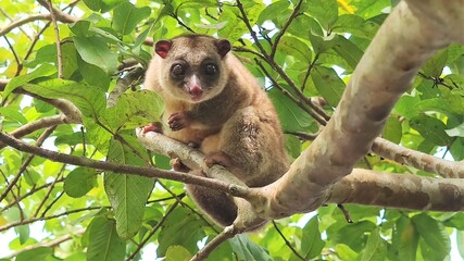 The bear cuscuses are the members of the genus Ailurops