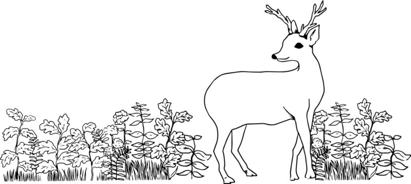 451 件の最適な 鹿ツノ 画像 ストック写真 ベクター Adobe Stock