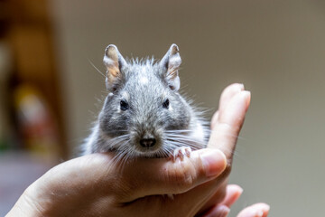 ネズミのような小動物、可愛いデグー
