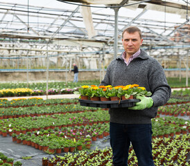 Positive greenhouse owner carrying tray with colorful blooming polypetal marigold ..