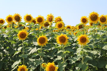 Fototapeta premium sunflower field