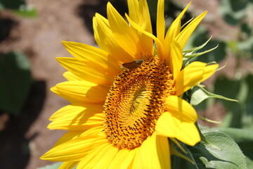 sunflower close up with moth