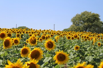 sunflower field