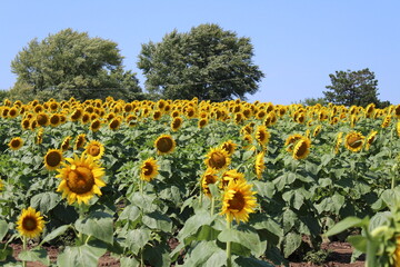 Obraz premium sunflower field