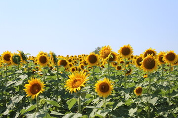 Obraz premium sunflower field