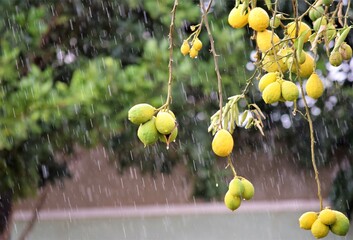 limão na chuva