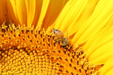 bee on sunflower close up