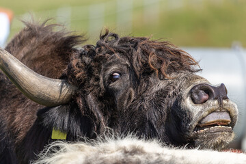 Portrait of a flehmening yak bull