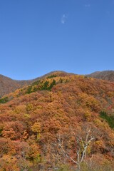 Fototapeta na wymiar Mountains covered with red trees in autumn