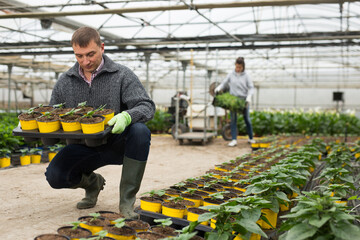 Experienced worker of glasshouse arranging pots with seedlings of ornamental sunflowers (Helianthus)