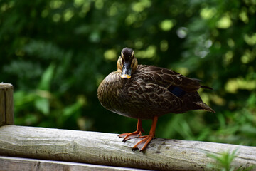 木のフェンスに止まるカルガモ