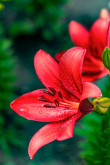 Blooming lilies