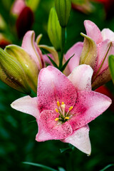 Blooming lilies