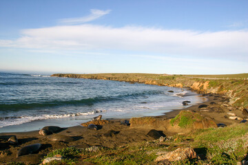 San Simeon Sea Elephant Rookery on the California Coast with Bulls and Cows Rearing Calfs along the Pacific Coast Highway on the Rugged Beach